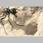 Ammophila sabulosa - Sandwespe 61-w01c 22mm beim Nestverschluss - OS-Wallenhorst Lehmkuhle.jpg